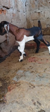 6.   નંગ વેચવાના છે