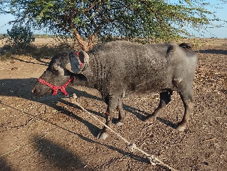 थंबनेल 2