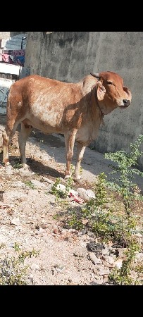 थंबनेल 2