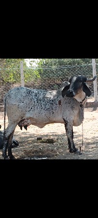 ઓરીજનલ ગીર લીલડી કાબરી હોડકીછે