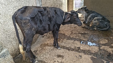 थंबनेल 2