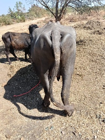 थंबनेल 3