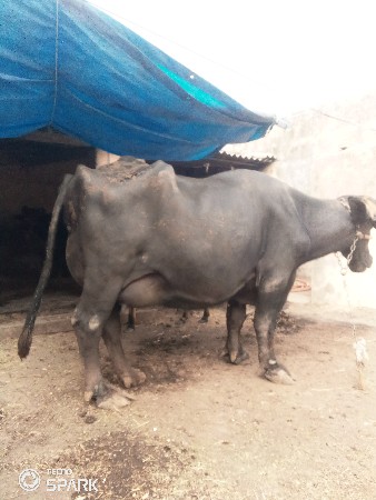 थंबनेल 3