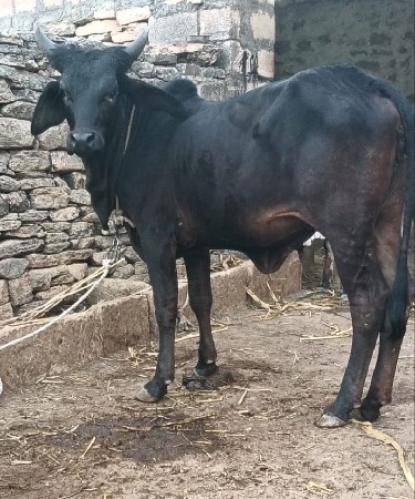 કાંકરેજ બ્લેક કપિલા વાછડી છે