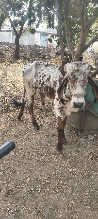 થંબનેલ 2