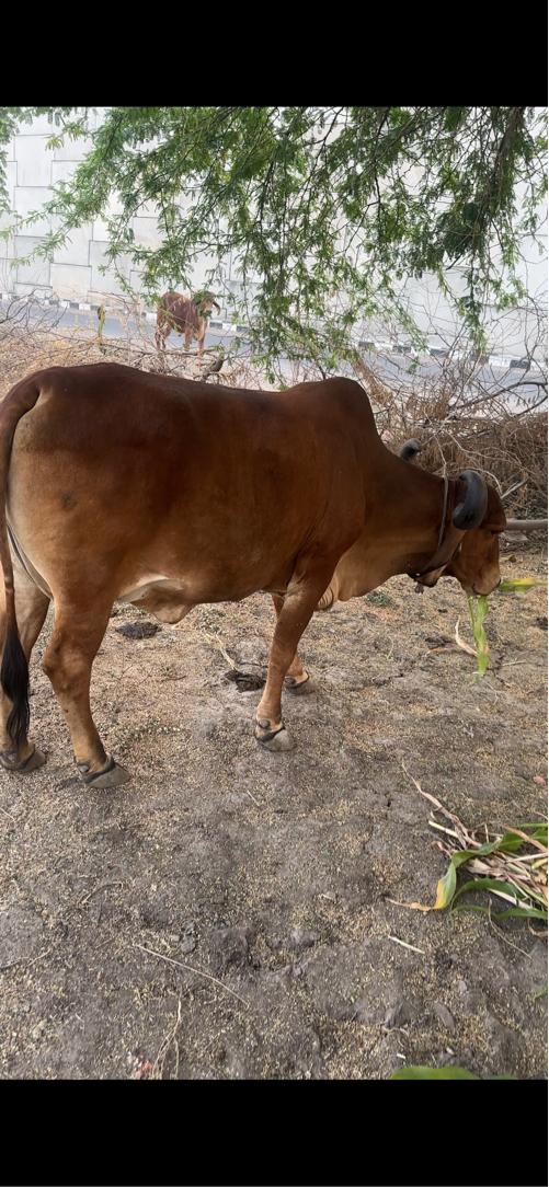 દેશી ગીર ગાય વેચવાની છે 8 મહીના ગાભણી