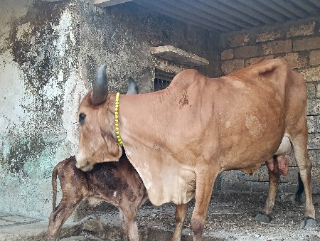 થંબનેલ 2