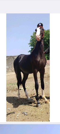 थंबनेल 2