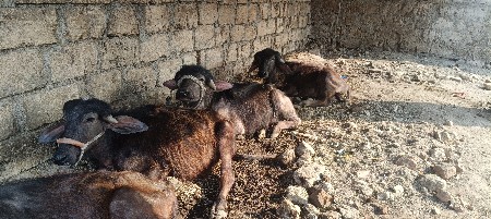 थंबनेल 3