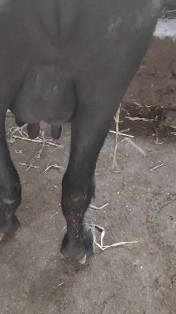 પેલું વેતર