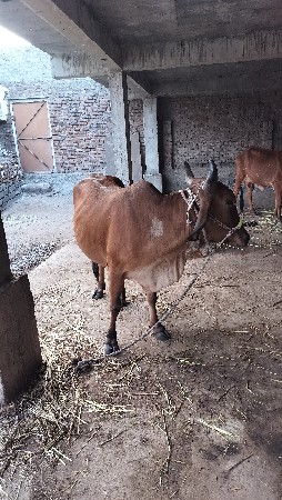 ગાય વેચવાની છે