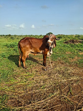 ગીર ગાય