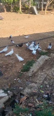 Kabutar vesvanase badhay bhega