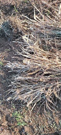 juvar vechvani  260  6355900466