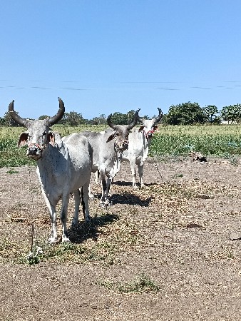 વેચવાના છે