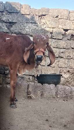 વાછડીના સાટામાં પાડી લેવાની છે