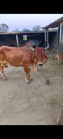 સાટા કરવાના છે