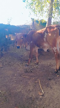 વાછડી વેચવાની છે