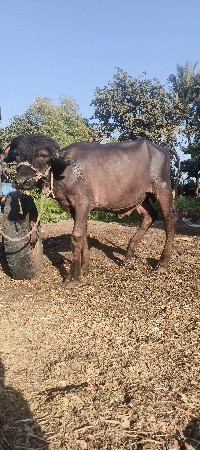 પાડો વેચવાનોછે