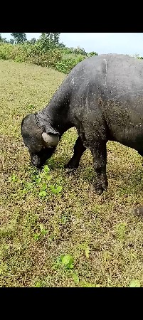 પાડો વેચવાનો છે