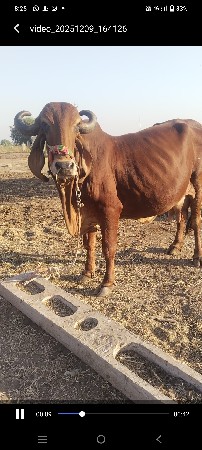 थंबनेल 3