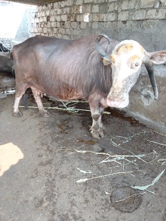 આ ભેંસ વેચવાની છે