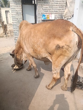 ગાય વેચવાની છે