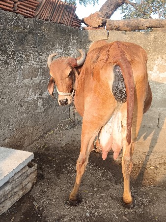 થંબનેલ 3