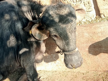 थंबनेल 3