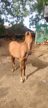 vachero vechavano che