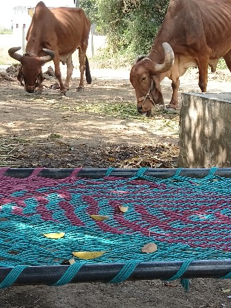 બળદ વેચવાના છે