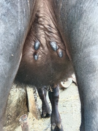 थंबनेल 2