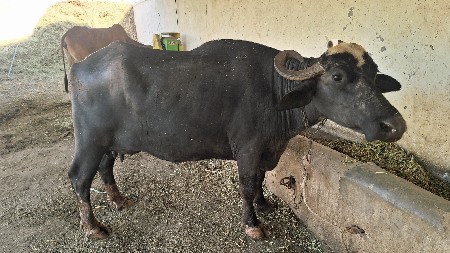 थंबनेल 3