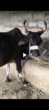 ગાય વેચવાની છે જવાબદારી સાથે આપવાની