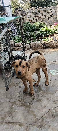 દિલીપ જાખોત્રા