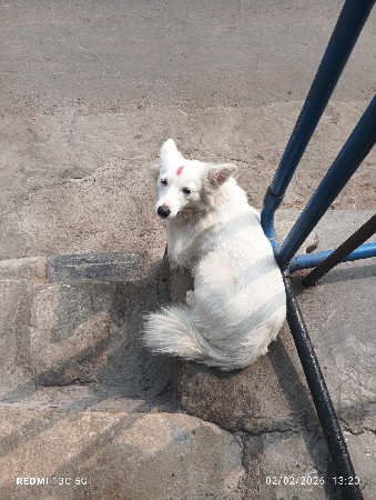 વેશવા નાં છે