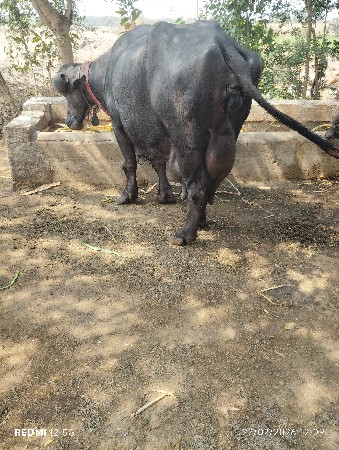 थंबनेल 3