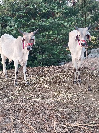 थंबनेल 3