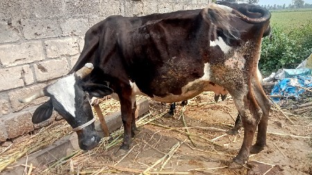 थंबनेल 3