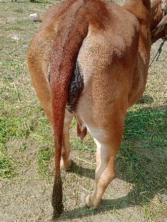 ગાય વેચવાની છે