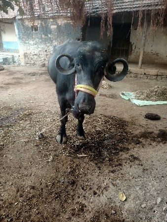 થંબનેલ 2