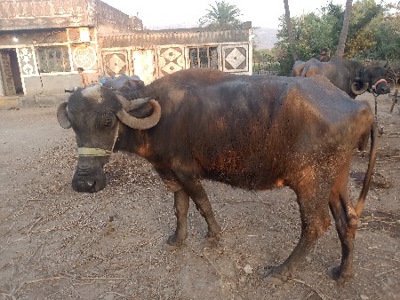 थंबनेल 2