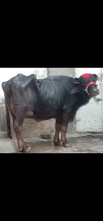 थंबनेल 3