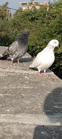 કબૂતર વેચવાના છે