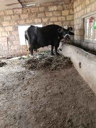 ભેંસ વેચવાની છે ત્રીજું વેતર