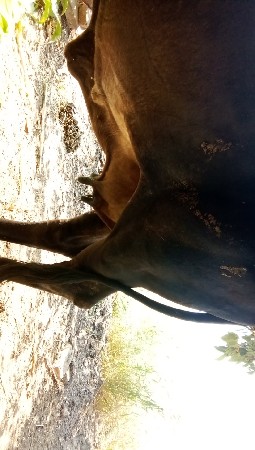 આ ગાય વેચવાની છે