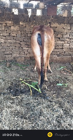 ગાય વેચવાની છે