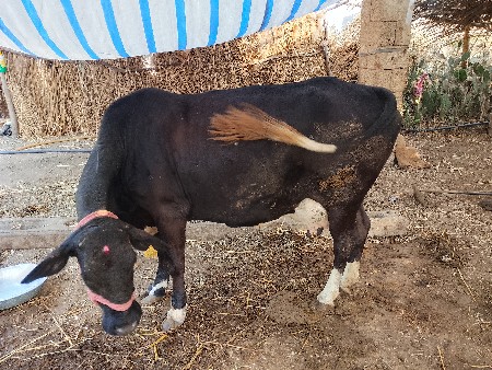 थंबनेल 2