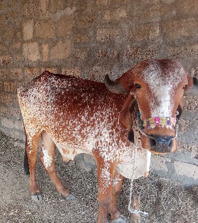 थंबनेल 2