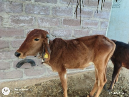 બે વાછડી આપવાની છે